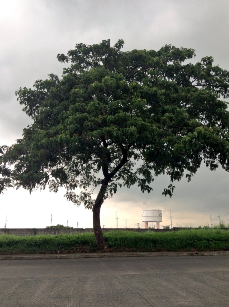 bryanedillo's tweet photo. Beautiful Nature 😍😍 

#TreeofHope https://t.co/MtxFW8VcjR
