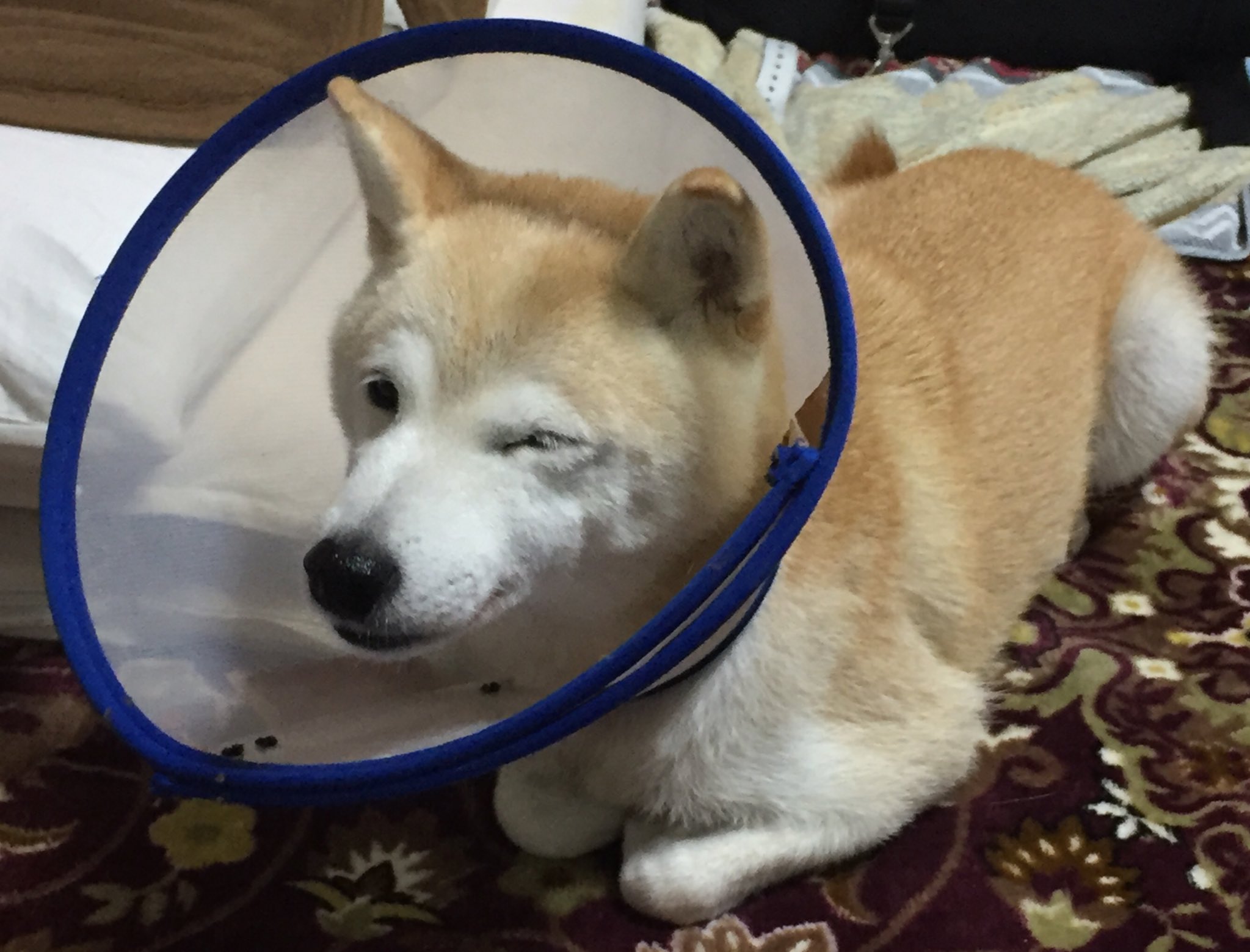 柴犬 空 くう 音 おと בטוויטר おはようございます 空ちゃんはまだ寝てばかりなので 皆さんの可愛い犬 猫ちゃんの写真を見て癒されてます 食欲も回復してきて お散歩の歩き方もだんだん元気になってきました カラー着けてる間に 自傷行為でカミカミして脱毛 柴犬 空 くう 音 おと בטוויטר おはようございます 空ちゃんはまだ寝てばかりなので 皆さんの可愛い犬 猫ちゃんの写真を見て癒されてます 食欲も回復してきて お散歩の歩き方もだんだん元気になってきました カラー着けてる間に 自傷行為でカミカミして脱毛