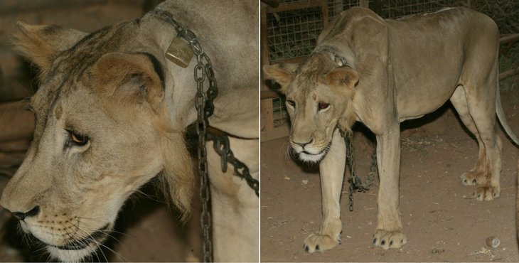 Chained Up For 4 Years In Front Of A Villa, Deprived Of Everything, This Lion Lost His Mane holidogtimes.com/chained-up-for…