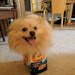 SoSoCuteDogs's tweet photo. Happy dog in a cereal box - Cute dog, Smiling dog ! - https://t.co/qcIKvCmK8a #dog #dogs https://t.co/UcsKYo1qJj
