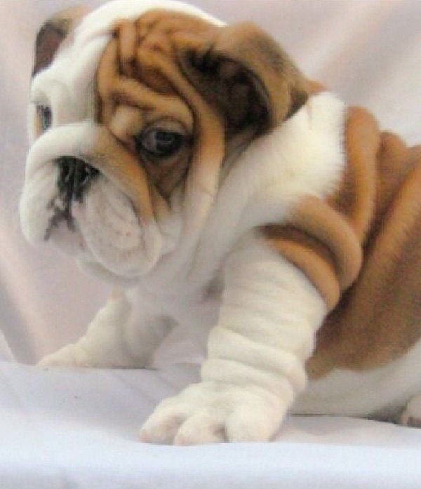 aidan_stumpf's tweet photo. Happy Friday! Here is a picture of a puppy! https://t.co/6F4jgIPrzu