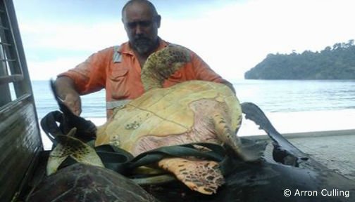 OurOcean's tweet photo. This man buys turtles from a food market and takes them straight to sea. https://t.co/MHNnww40iJ via @dodo https://t.co/4vN32NrCKa