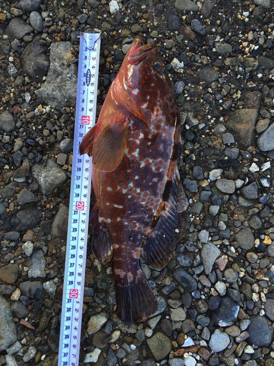 nacavel's tweet photo. キジハタ30センチ超。沖で釣れるキジハタより大味じゃなくプリプリした身でした(*^O^*) 食べている餌が違うんでしょうね。 #キジハタ #ロックフィッシュ #魚釣り #海釣り #釣り #フィッシング #メバリング https://t.co/YxbMoy0myg