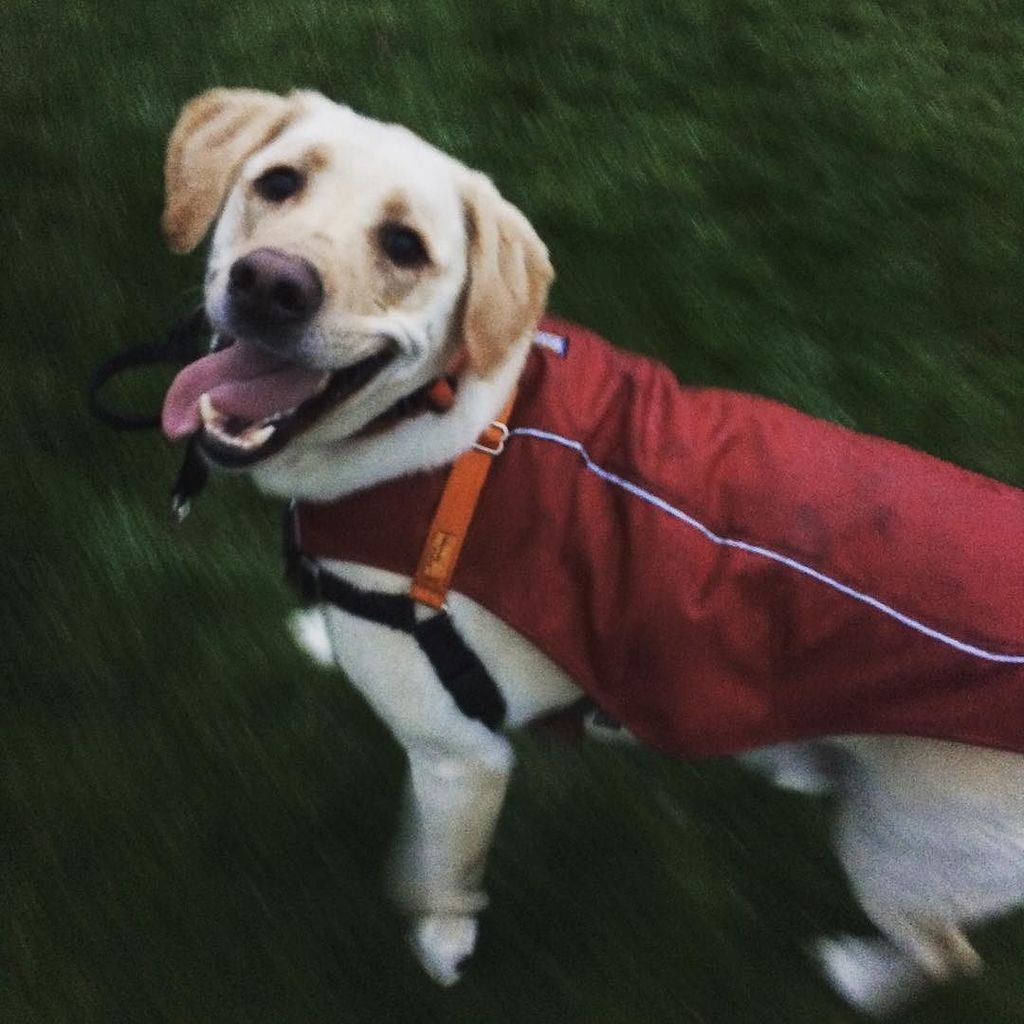 titus_the_lab's tweet photo. A little cold rain doesn't stop me from having fun outside! #titusthelab #dogoftheday #yellowlab #justlabradors #do… https://t.co/ISXavBePwR