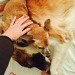 SoSoCuteDogs's tweet photo. My small dog literally steals pets from my big dog by sneaking under my hand - Cute dog, Doggie ! - … https://t.co/rCNcHzLBEv