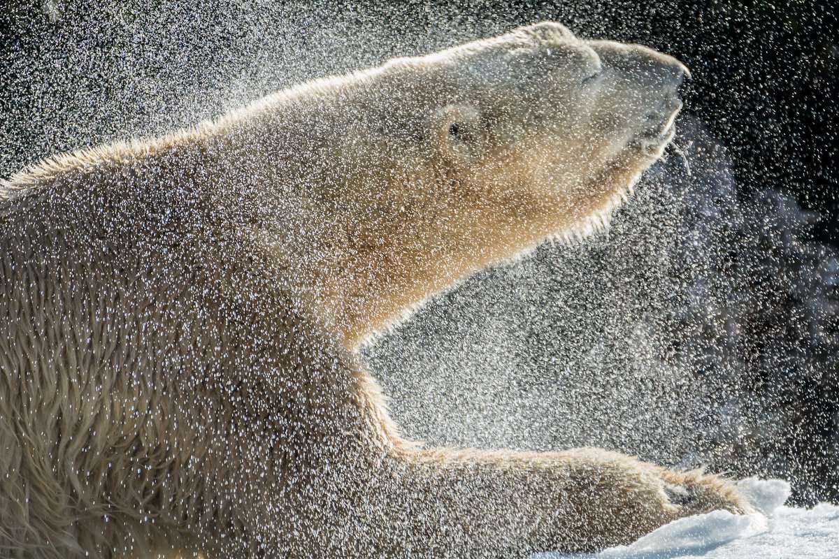 #TGIF Shake it off. ❄️ (photo: Helene Hoffman) https://t.co/VHEYRUFGDl