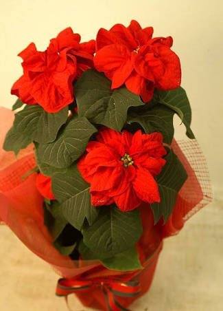 ポネ ʕ ᴥ ʔ ʕ ᴥ ʔ Winter Roseと言えば トンペンにはすぐ曲がピンときて クリスマスシーズンにはぴったり 東方神起 同じ名前を持つポインセチア Winter Rose があるんですね 赤い葉 ホウ がクルンと丸まり薔薇のように見えるから命名されたとの