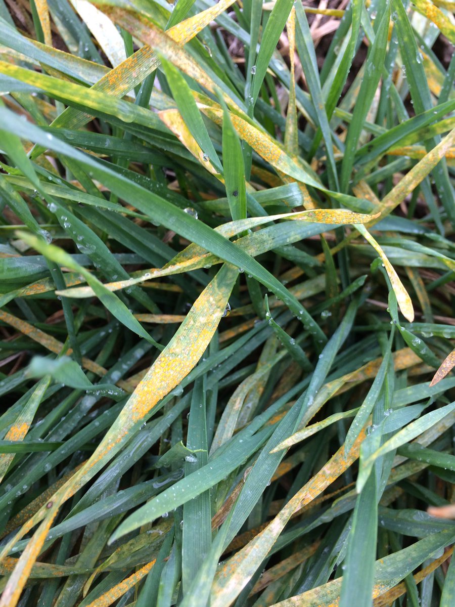 Wheat Rust (@WheatRust...