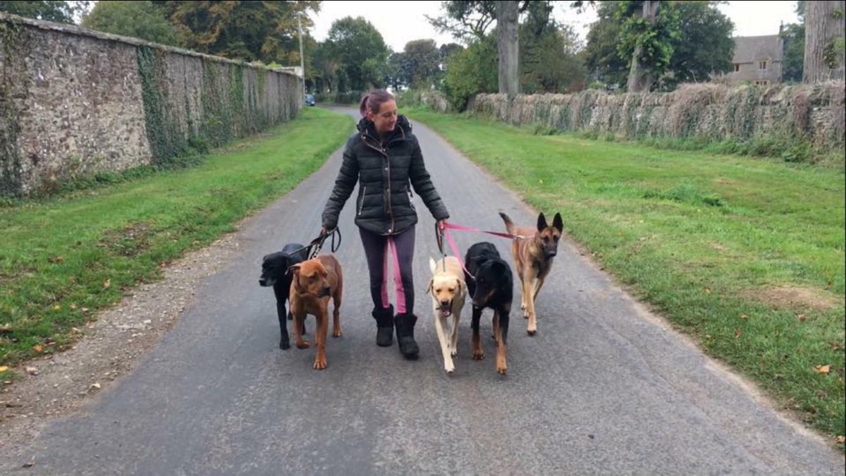 BearRehoming's tweet photo. I wonder what chance my 'Nowhere near perfect dogs' stand when one of my 'Near perfect dogs' was turned down.  #AdoptDontShop https://t.co/Td9DZjbFbq