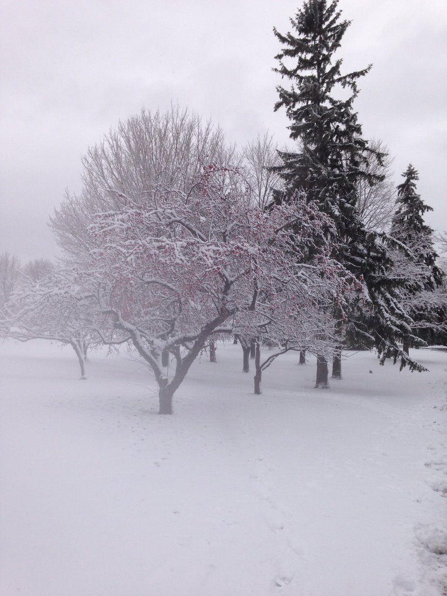 MacMaple16's tweet photo. Is #maccampus ready for some snow? I know the #sugarmaples trees finally are with all their leaves shed! Tis the season to ❤️ snow! #ENVB222 https://t.co/76LvFq0dMH