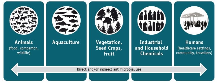 UN_Canada's tweet photo. Looking forward to the summit @GHModelUNSummit! #DidYouKnow that #AntimicrobialResistance is not just a human issue? #science #hashtag https://t.co/qUDCT9JsOt