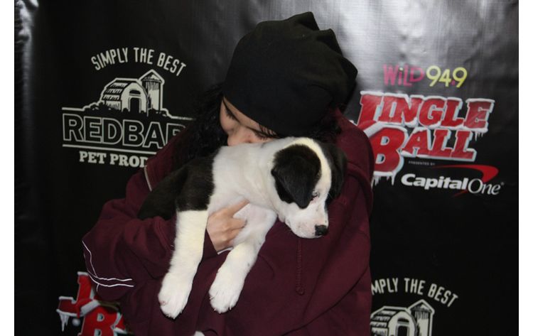 Wild949's tweet photo. OMG you HAVE to check out these cute #JinglePets pics from #Wild949JingleBall! 👉 https://t.co/G5A4er4JEz 👈 #redbarninc #iHeartPFE https://t.co/jFmNLRngwx
