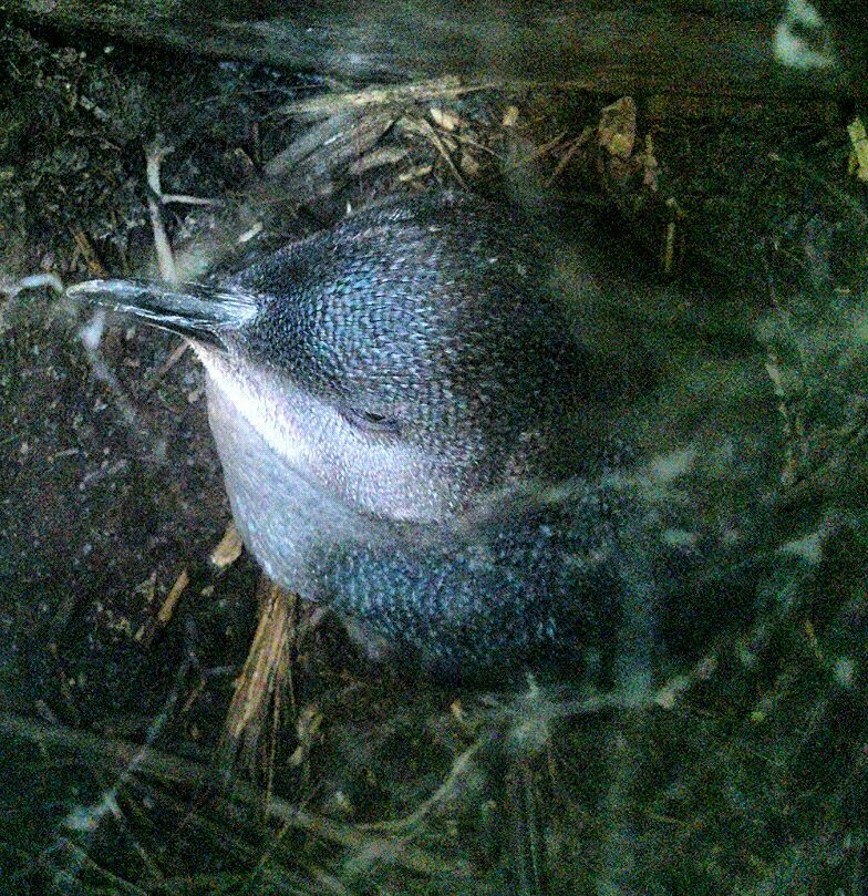 dntgoagainstflo's tweet photo. Spotted this cutie guiding @ tiritiri matangi today! Little blue penguin chick #nativenz #conservation https://t.co/5TlKAYezMp