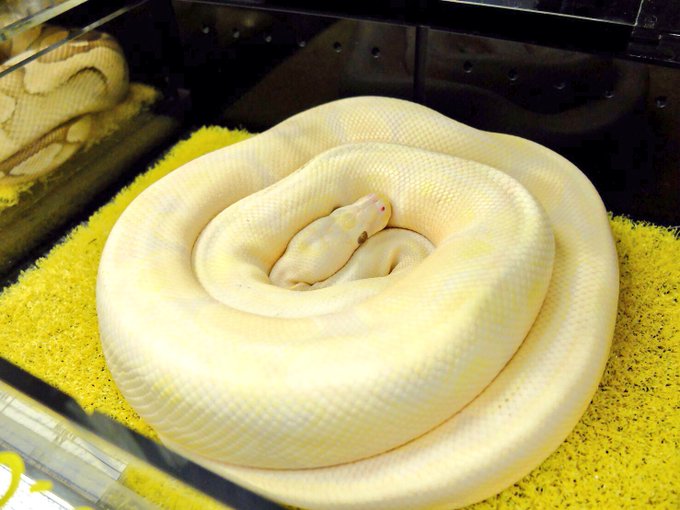 ボールパイソンのtwitterイラスト検索結果 古い順