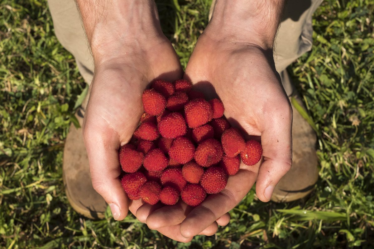 Brookie's Gin tweet media