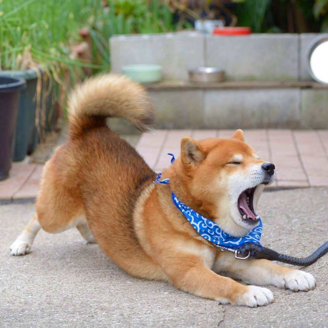 barknborrow's tweet photo. Yaawwwwnn... Goodnight! 😴🌙  https://t.co/tkeBt1SGs3 
#barknborrow https://t.co/BOKATEasYH