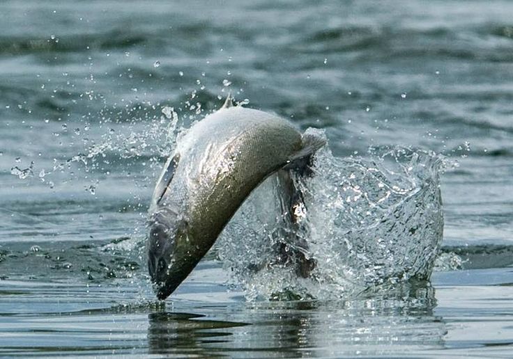 NWFISHINGNEWS's tweet image. Commission invites public comments at hearing on Columbia salmon policy nwfishingnews.com/commission-inv…