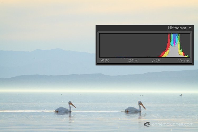 digitalps's tweet photo. Histograms for Beginners https://t.co/tcDAMzEOR7 https://t.co/1GyJW7FbNM
