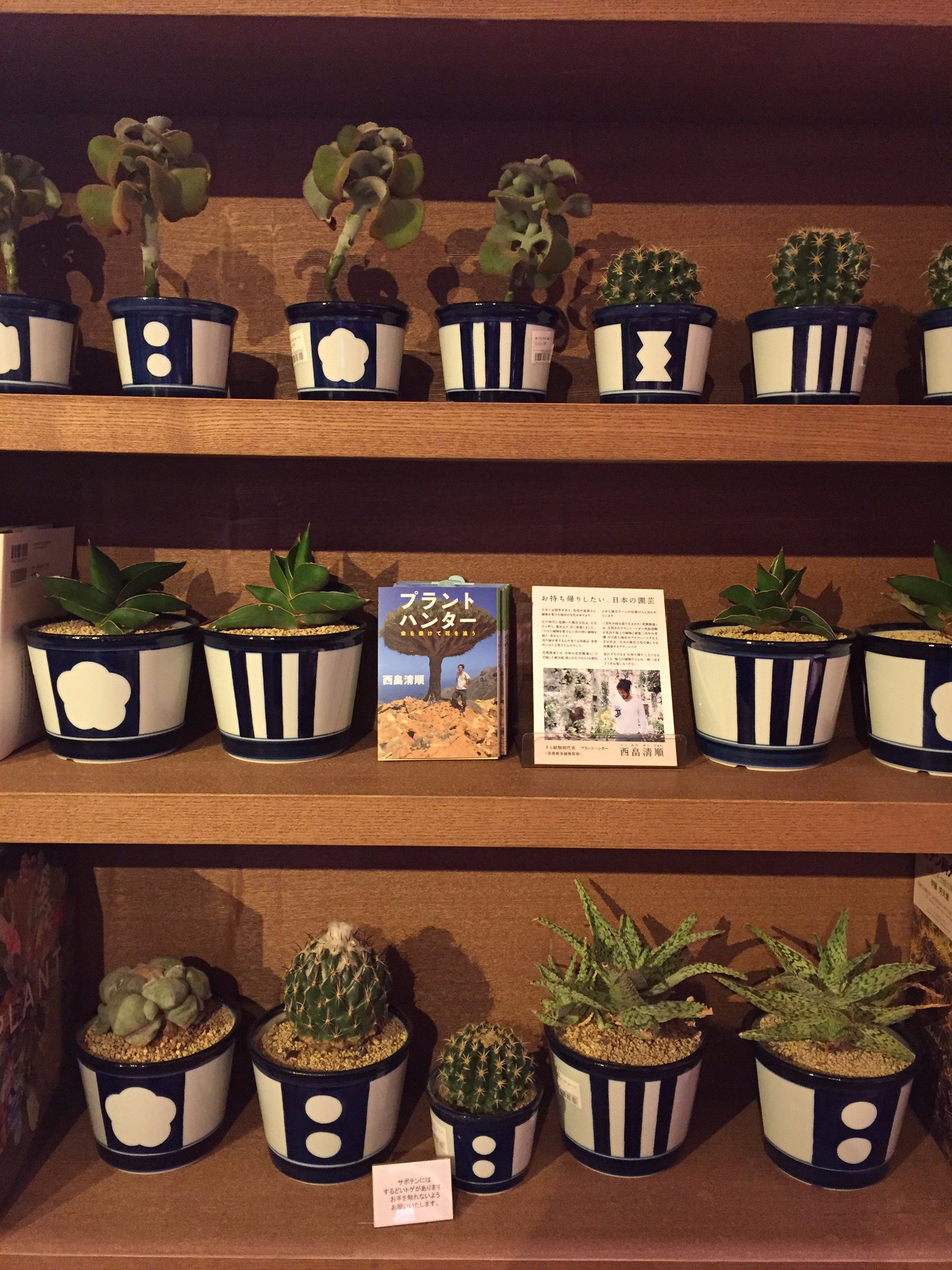 代官山 蔦屋書店 人文 文学 ビジネス En Twitter 人文フロア 自然科学のコーナーでは西畠清順さんの植物が中川政七商店の植木鉢に入った 花園樹斎 を展開しております お持ち帰りしたい日本の園芸 お楽しみください T