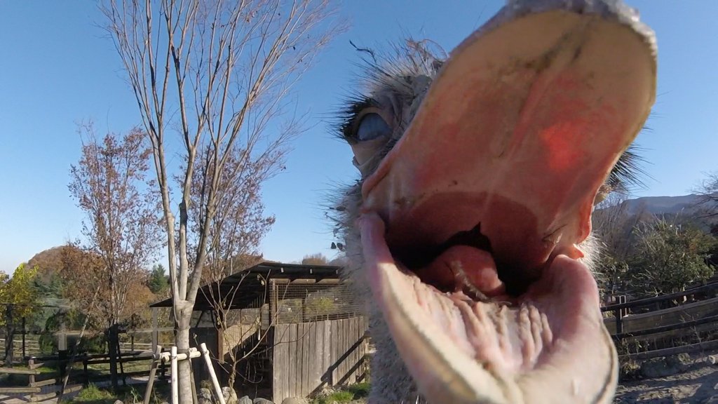 norio310's tweet image. Gopro食べられかける #GoPro #goprosession #goproのある生活 #ゴープロのある生活