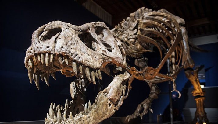 schilthuizen's tweet photo. "Trix", the /T. rex/ of @museumnaturalis will be on tour: nov2017-feb2018 @CosmoCaixa, jun2018-sep2018 @Le_Museum, then #MacauScienceCenter https://t.co/aj1LNLoY06