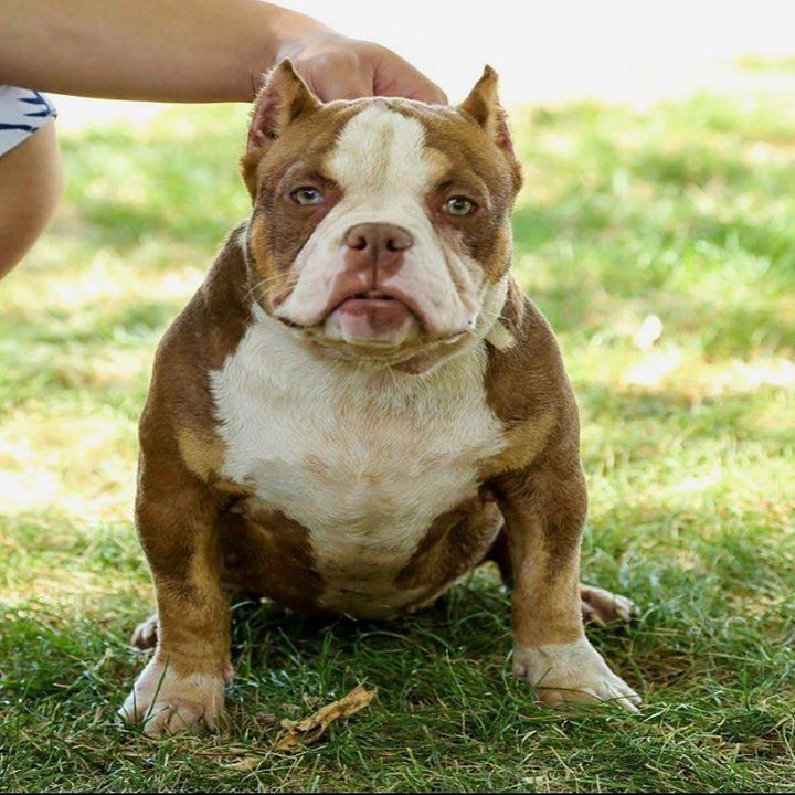 Americanbullyhq's tweet photo. Designer Suit 🏆🏆🏆🏆💯💯 🔥🔥🔥🔥💣💣💣💣⭐️⭐️⭐️⭐️⭐️🎨🎨🎨😱😱😱😵😵😵👍👍#bullylife #bullylifestyle #bullysofig #picoftheday #luxurypets #… https://t.co/yCab9rHXd6