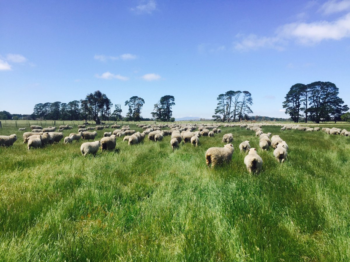 Great day to be out and about! Cannot believe the growth compared to last year @JD_Payne_ 🐑🌱🌱