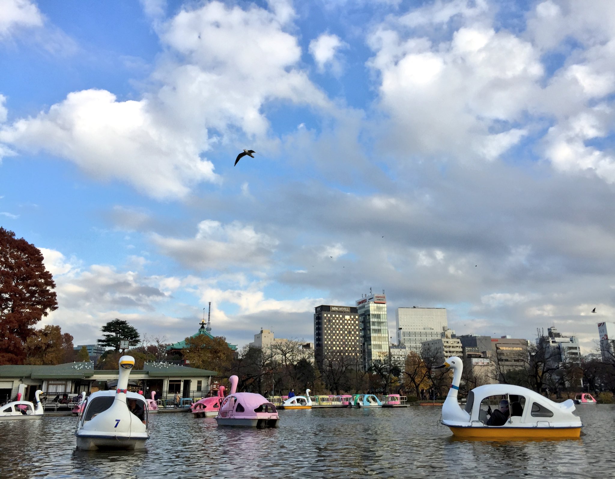 𝖸𝗈 𝖮𝗄𝖺𝖽𝖺 上野恩賜公園ボート場にてスワンボートに乗ってるなう めっちゃたのしい 日本一時帰国日記 T Co Dsblpmxpib Twitter