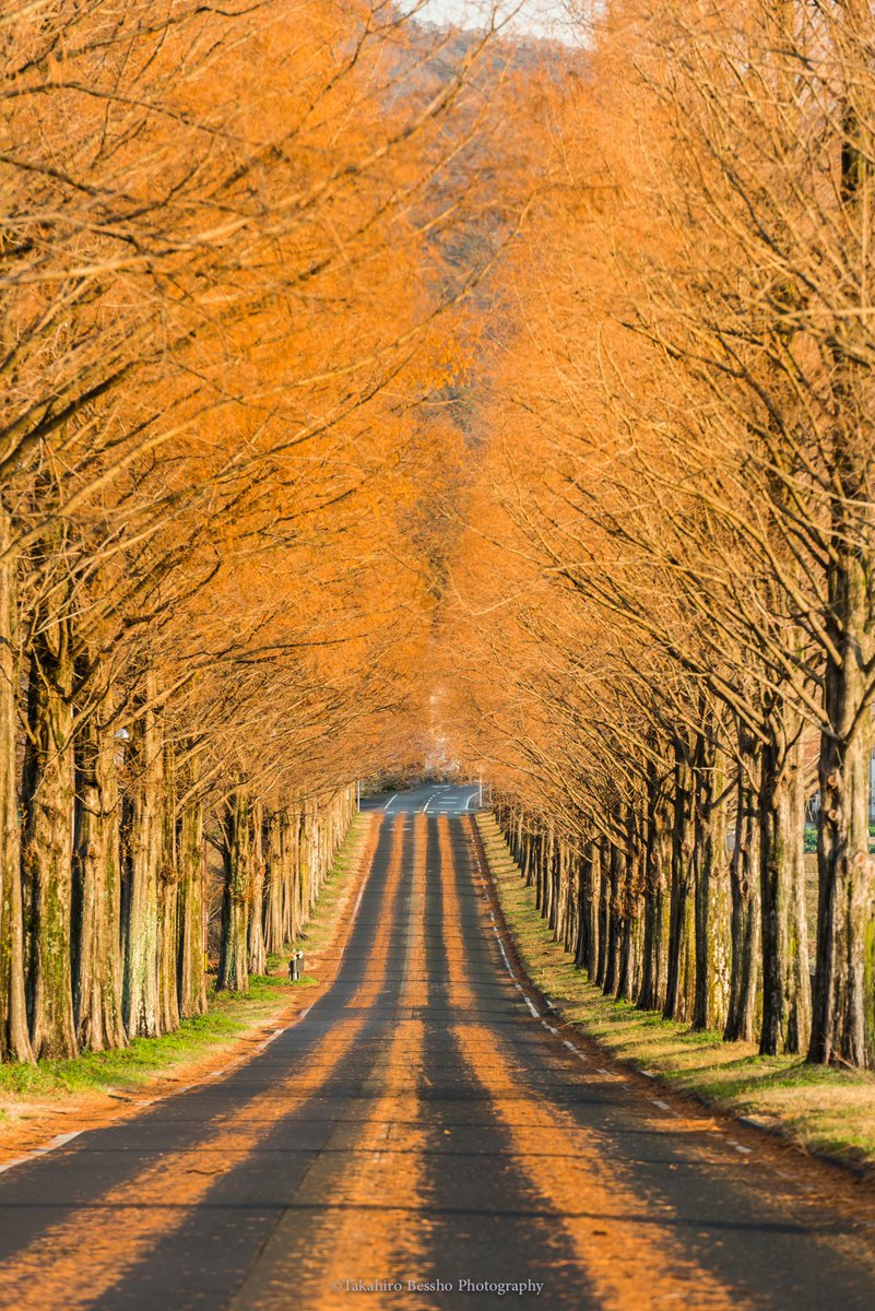 別所隆弘 Pa Twitter いよいよ秋も終わりですね 滋賀の秋はメタセコイアの落葉のストライプで終わりを迎え そのまま長い冬へと入っていきます お気に入り3枚 おそらく次の雨か風の強い日の後には こういう光景が見られそうです 滋賀 高島 メタセコイア