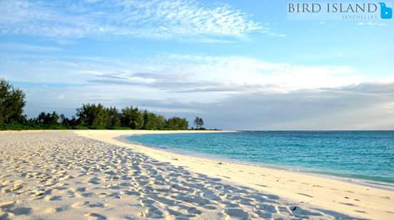 theislandbird's tweet image. About a week to go before our December break.

#Makethemostofthosebeaches  #DecemberBreak #BirdIsland #Seychelles