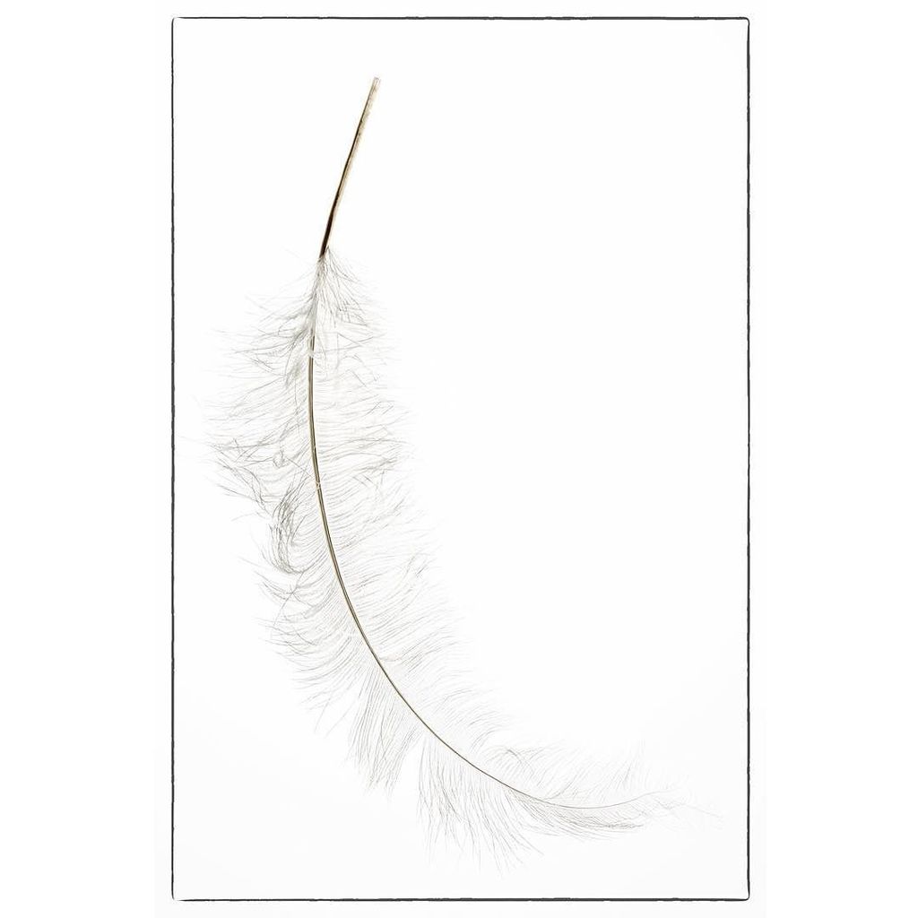 philcawleyphoto's tweet photo. Feather
#feather #light #white #angel #lite #notheavy #bright #photography #art #artoftheโฆ https://t.co/90FixDIMGk https://t.co/E13P0UZlrC
