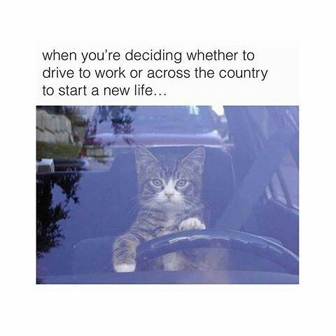 SmrodCats (@smrodcats) on Twitter photo 