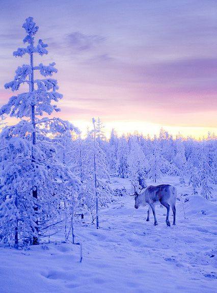 Amazingthingz2's tweet photo. Lapland, #Finland
#finland photography #WinterWonderland #snow #ice https://t.co/EkOQ6Pu00a