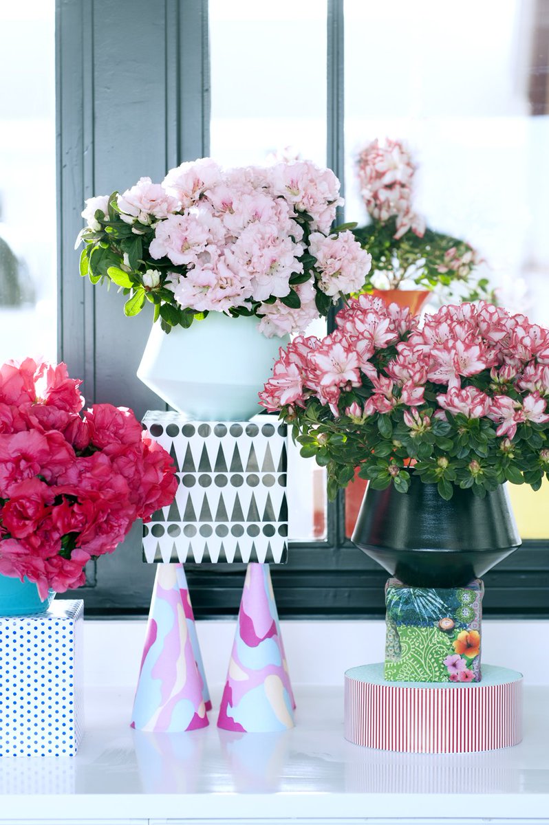 watplantendoen's tweet photo. De flamboyante bloemen van Azalea zijn de perfecte remedie tegen de donkere dagen voor kerst! https://t.co/QHulwEvgdf #wpvdm #mwpd https://t.co/bIwu77MJJR