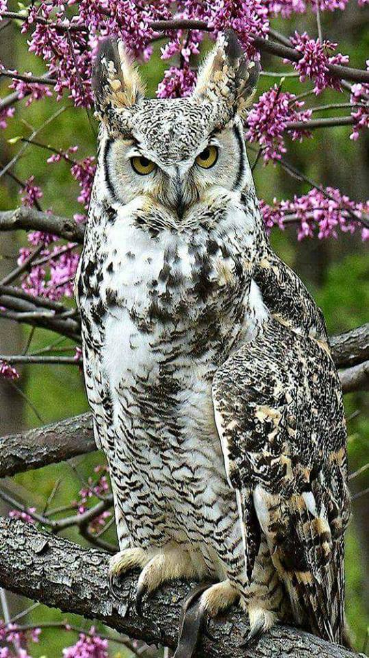 Amazingthingz2's tweet photo. #majestic #Owl 
#amazing #lovely #birdsofprey https://t.co/n3g4Ebif2k