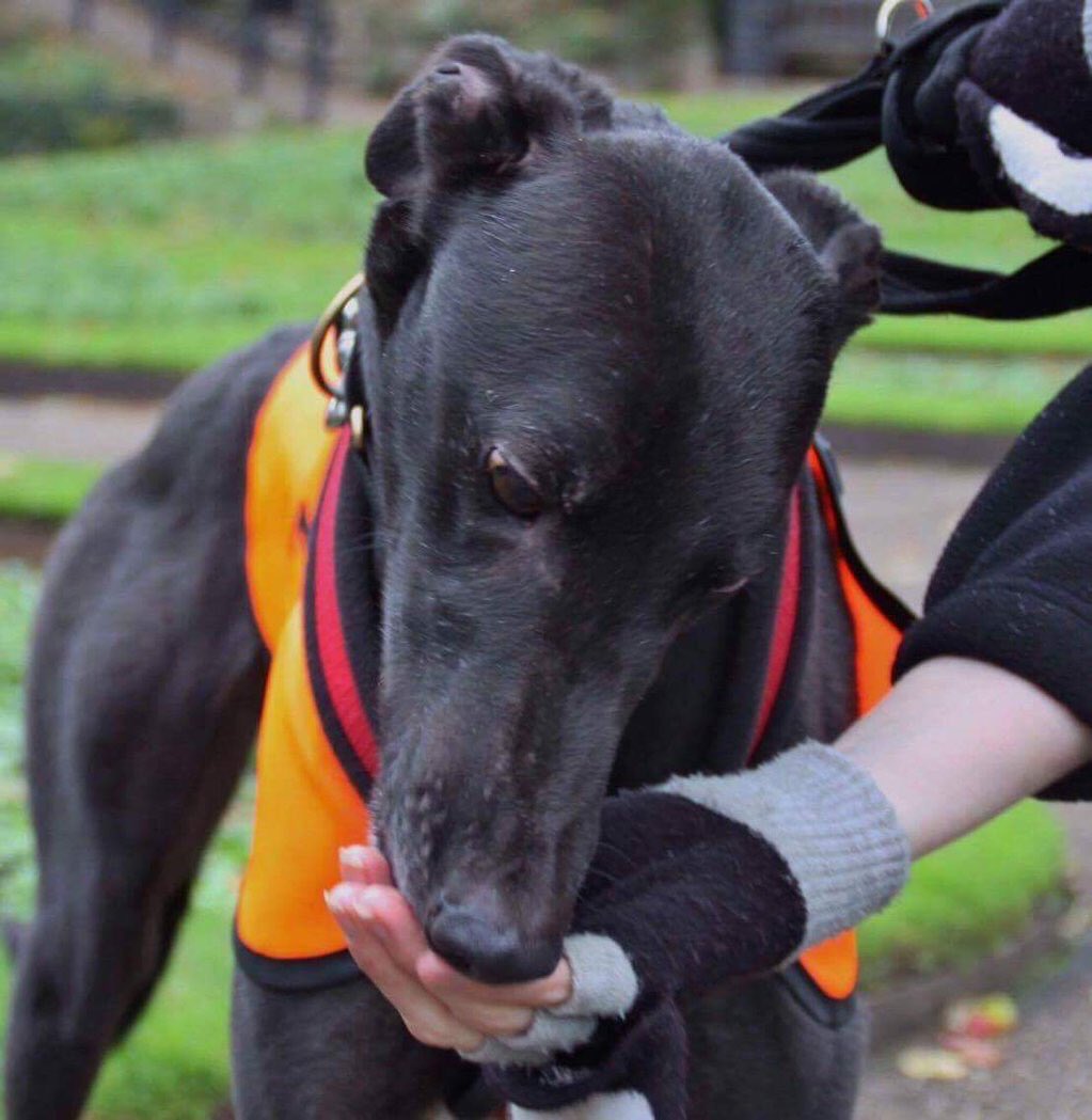karen73984451's tweet photo. #sundayfunday #Such a gentle beeyootiful boy #Johnny #firever home plz for this fab lad @NWDogRescue https://t.co/Sruau7jtdH