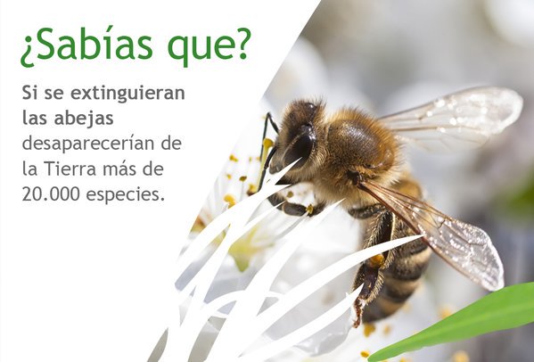 FBiodiversidad's tweet photo. Cerca del 84% de los cultivos y el 80% de las plantas salvajes de Europa dependen de la polinización de las abejas. #curiosidad https://t.co/8HsE5XKTs7