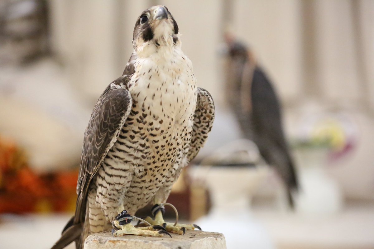 ﮼فـيصل 💎🇰🇼 tweet media