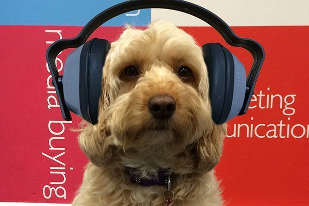 prweekuknews's tweet photo. Revealed – Inside the dog-eat-dog world of PR pets: https://t.co/IFAMdZdMYk #pr #comms #PROfficePets https://t.co/jHv5L68f6C