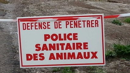 ServicesVet's tweet photo. La grippe avaire touche un élevage de canard du Tarn https://t.co/sFfoEpkppg https://t.co/jUWwvsRero