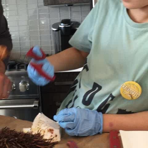 HiddenEuri's tweet photo. #Prepared #KitchenPRO @DP_BISTRO : sea urchin https://t.co/tSeEWIPDDw