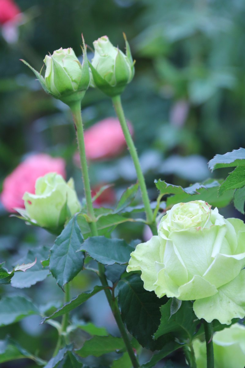 Yoko Ito スーパー グリーン 綺麗なグリーンの薔薇 グリーン系の特徴で花持ち抜群 四季咲きの素敵な薔薇ね 花 バラ 薔薇 スーパー グリーン 横浜イングリッシュガーデン