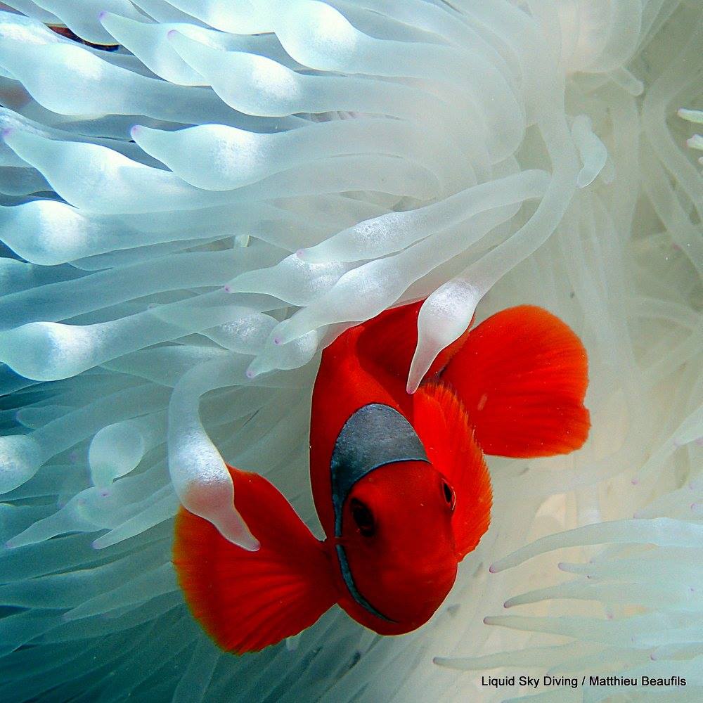 AbyssCenter's tweet photo. Looks like we finally found #Nemo but where is Dory ?
#FindingDory #diving #clownfish #anemone #underwaterphotography #Bali #scubadiving https://t.co/9ROtgcirlu