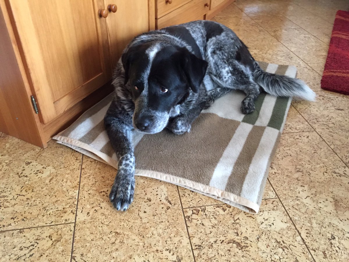 schusselhund's tweet photo. Der Besuchshund hat "seine" Decke mitgebracht.
Wenn du es behalten willst, bring es nicht in mein Revier. So einfach ist das. https://t.co/ZaLpMHE2pA