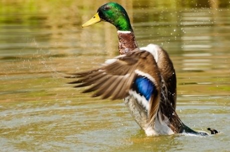 ServicesVet's tweet photo. Grippe aviaire : 20 canards infectés dans le Pas-de-Calais https://t.co/QojgCr037u https://t.co/iknk8kyFCH