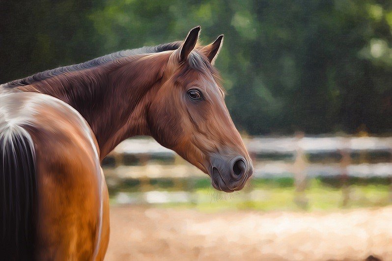 Aggiornamento situazione Pagamenti imprenditoriippici.it/it/index.php?o…