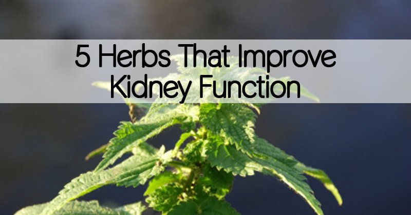 Top Five #Herbs that Promote #KidneyHealth bit.ly/2cSI1X5