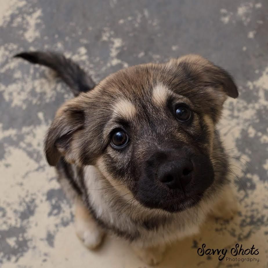 Baby Animals tweet media