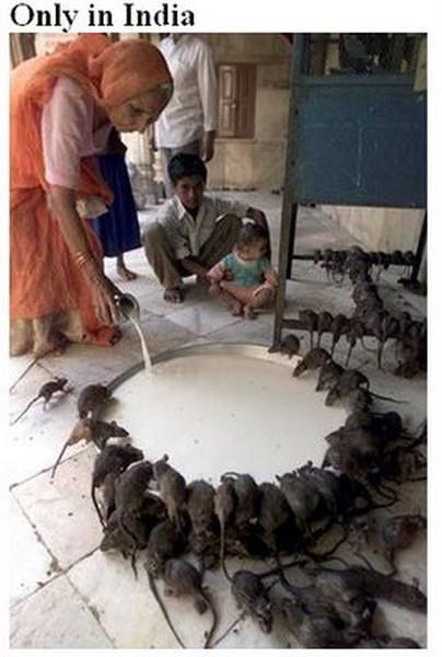 AimHighMTS's tweet image. Hang on to your hats, this is absolutely hilarious! - Feeding Rats
For... wannabiz.com/v/5841bc31aefe…
