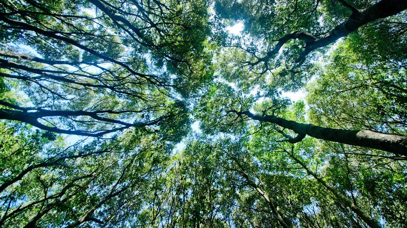 RnfrstAlliance's tweet photo. 21 reasons why #forests are fantastic: https://t.co/OPtaSHN9lH via @russmclendon https://t.co/4sruqqaHuO